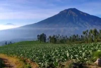 Travel Jakarta Temanggung