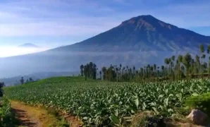 Travel Jakarta Temanggung